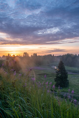 morning in the forest