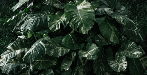 Ciemno zielone naturalne tło, tropikalne liście monstera. - obrazy, fototapety, plakaty