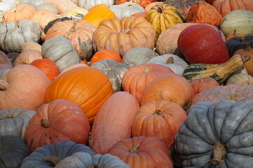 Harvest of pumpkins in autumn