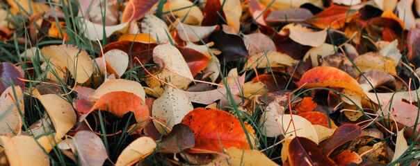 Autumn fallen bright colorful leaves. Seasonal background. The foliage of a pear tree. Selective focus. Banner.	