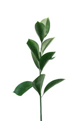 one branch of a plant with green leaves on a white isolated background