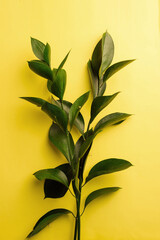 Fototapeta na wymiar plants with green leaves on a yellow background. beautiful green flower, vertical image