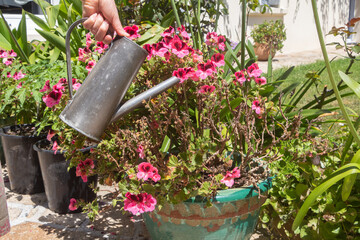 To water a geranium plant in a flowerpot during summer