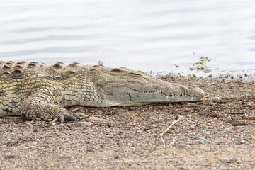 Kruger National Park:  close up of a crocodile head showing teeth