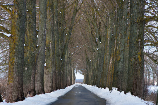 Road in the tunnel of old trees