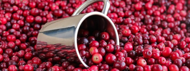 Ripe fresh cranberries with stainless steel mug as natural, food, berries banner. Selective focus.	
