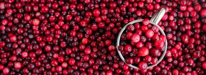 Ripe fresh cranberries with stainless steel mug as natural, food, berries banner. Selective focus.	