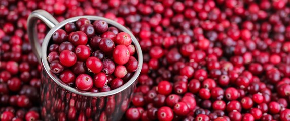 Ripe fresh cranberries with stainless steel mug as natural, food, berries banner. Selective focus.	