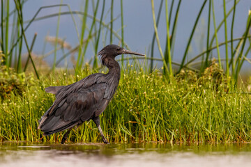 Black Heron (Egretta ardesiaca) hunting in a lake in Zimanga Game Reserve in South Africa