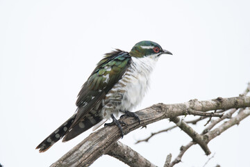 Kruger National Park: Diderick cuckoo