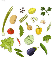 Set of vegatables, spices, herbs on white background. Cartoon style vector illustration.