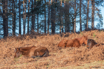 new forest ponies snoozing in spring sunshine 