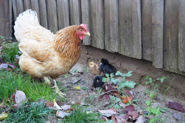 Chicken with chicks on the grass in a rural yard
