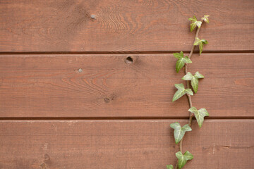 brown wooden shingles with ivy growth