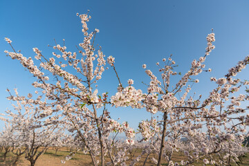 almond blossoms in the spring
