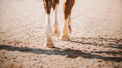 The legs of a sorrel horse, which steps with its hooves on the sand in the arena, illuminated by...