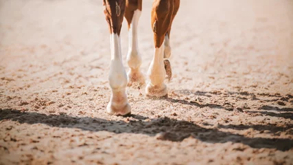 Die Beine eines Sauerampferpferdes, das mit seinen Hufen auf den Sand in der Arena tritt, beleuchtet vom hellen Sonnenlicht des Tages. ©  Valeri Vatel