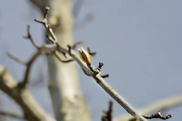 Kobus magnolia
