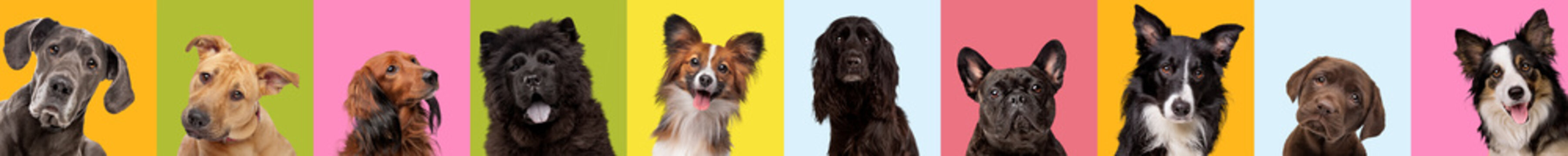 Collage of ten different dog breeds on multicolored bright background