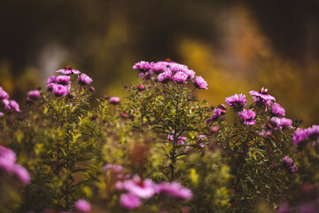 Obraz premium flowers in the meadow