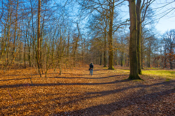 Sunlit trees in a colorful forest in bright sunlight in winter, Baarn, Lage Vuursche, Utrecht, The Netherlands, February 28, 2021