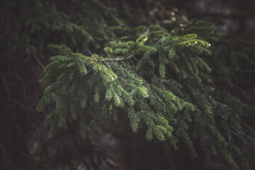 Sunlight on the spruce 