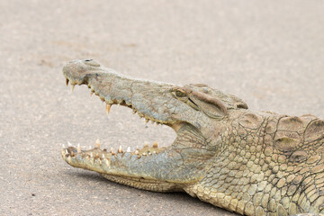 Fototapeta premium Nile crocdile showing teeth: Kruger National Park