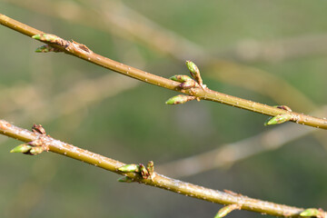 Weeping forsythia