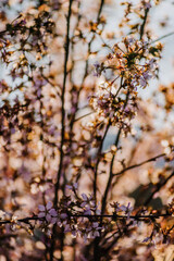 autumn leaves in the wind
