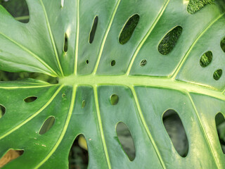 Fototapeta na wymiar Close up detail with the green leaf of Monstera deliciosa, the Swiss cheese plant