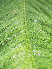 Texture background with the foliage of Araucaria heterophylla or norfolk pine plant. Close up.