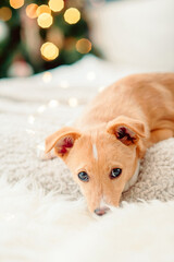 Unbreed brown dog sleeping on bed, sofa, couch, blanket at home on the garlands background. Pets at home, cozy mood concept