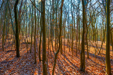 Sunlit trees in a colorful forest in bright sunlight in winter, Baarn, Lage Vuursche, Utrecht, The Netherlands, February 28, 2021