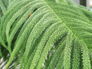 Texture background with the foliage of Araucaria heterophylla or norfolk pine plant. Close up.