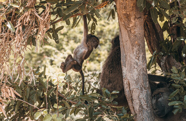 A young baby baboon hanging from a tree in the African bushveld