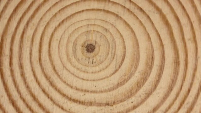 macro of cross section of tree branch with rings
