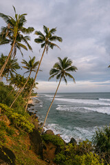 Fototapeta na wymiar Tropikalny krajobraz, palmy na tle zachodzącego nieba i oceanu.
