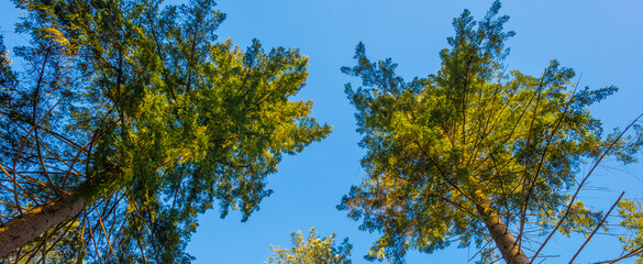 Sunlit pines in a colorful forest in bright sunlight in winter, Baarn, Lage Vuursche, Utrecht, The Netherlands, February 28, 2021