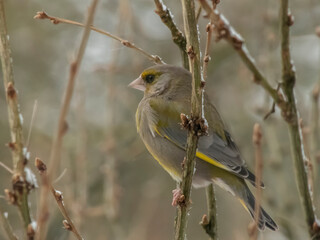 Greenfinch on a branch