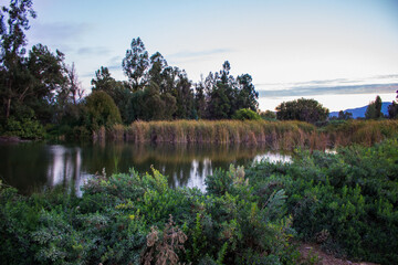 wetland, lake