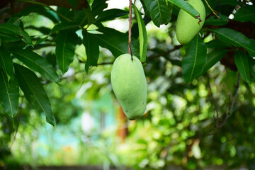 Green mango on the tree