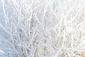 Winter landscape, bush in the snow