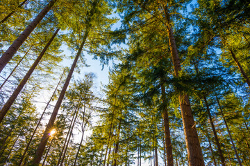 Sunlit pines in a colorful forest in bright sunlight in winter, Baarn, Lage Vuursche, Utrecht, The Netherlands, February 28, 2021