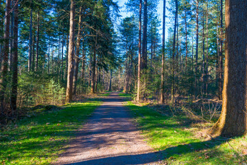 Sunlit pines in a colorful forest in bright sunlight in winter, Baarn, Lage Vuursche, Utrecht, The Netherlands, February 28, 2021