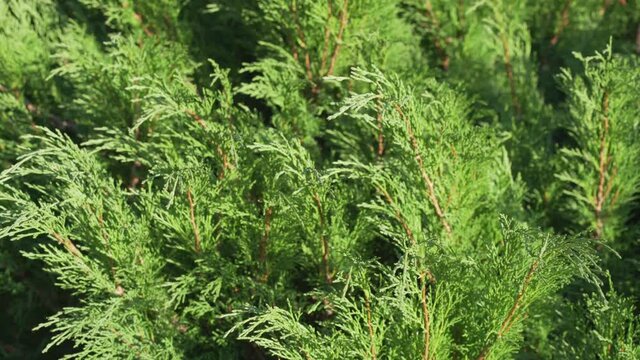 Light breeze blowing to thuja tree and swaying green branches. Natural hedge fence concept.