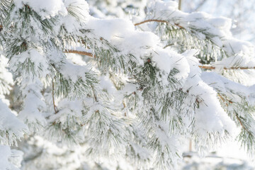 Close-up, tree branch in the snow