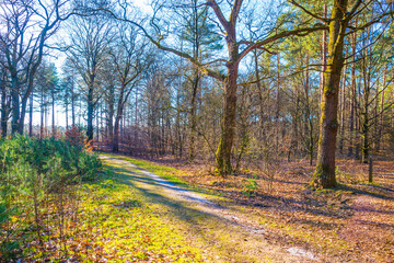 Sunlit trees in a colorful forest in bright sunlight in winter, Baarn, Lage Vuursche, Utrecht, The Netherlands, February 28, 2021