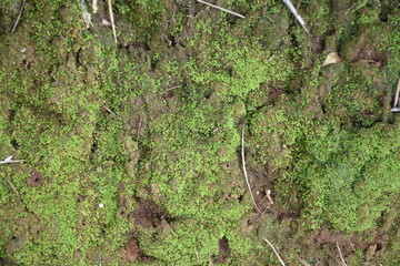 Moss that grows on the soil surface.