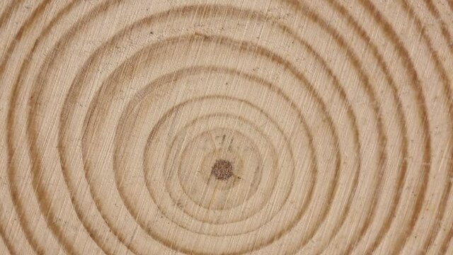 macro of cross section of tree branch with rings
