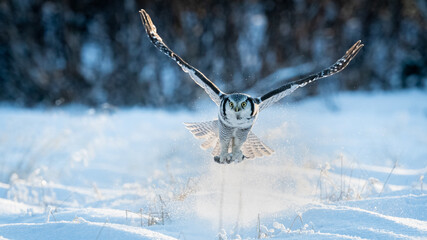 Northern Hawk owl (Surnia ulula) catching a mouse in minus 30 degrees celsius in Norway 
